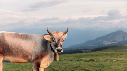 Hotel Avelina: il vostro hotel ad Avelengo, Alto Adige